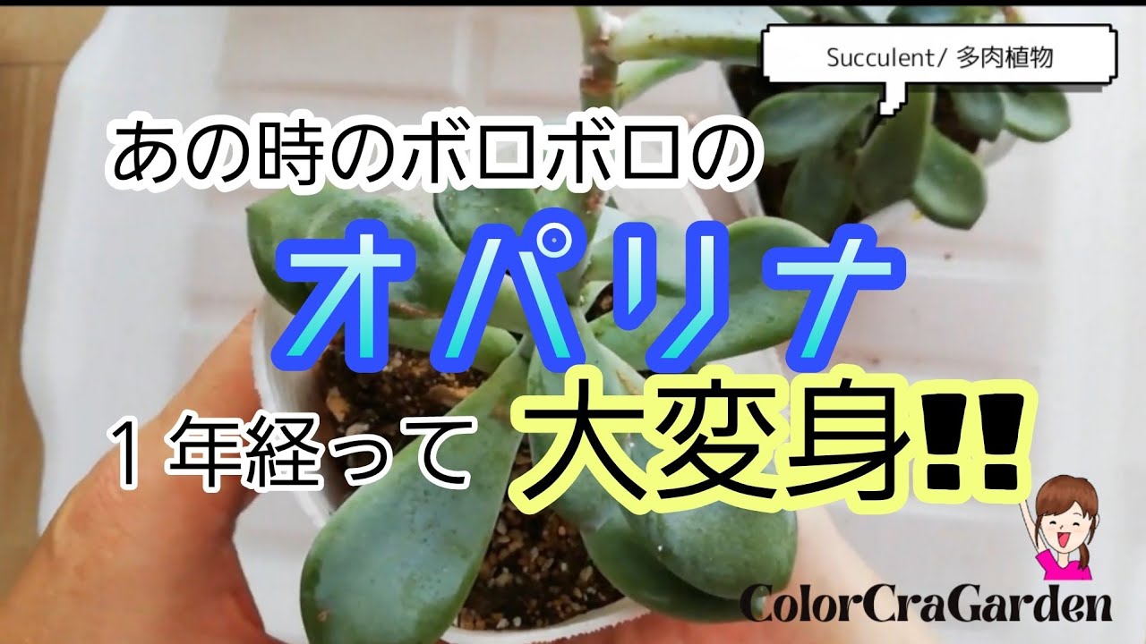 多肉植物 ボロボロだった徒長苗のオパリナの1年後 寄せ植えも紹介 Succulent Opalina Youtube