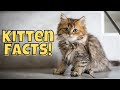 11 Fun Facts About Kittens (A.K.A. Little Bundles of Cuteness)
