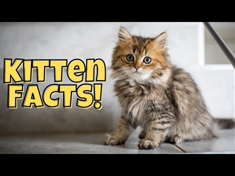 11 Fun Facts