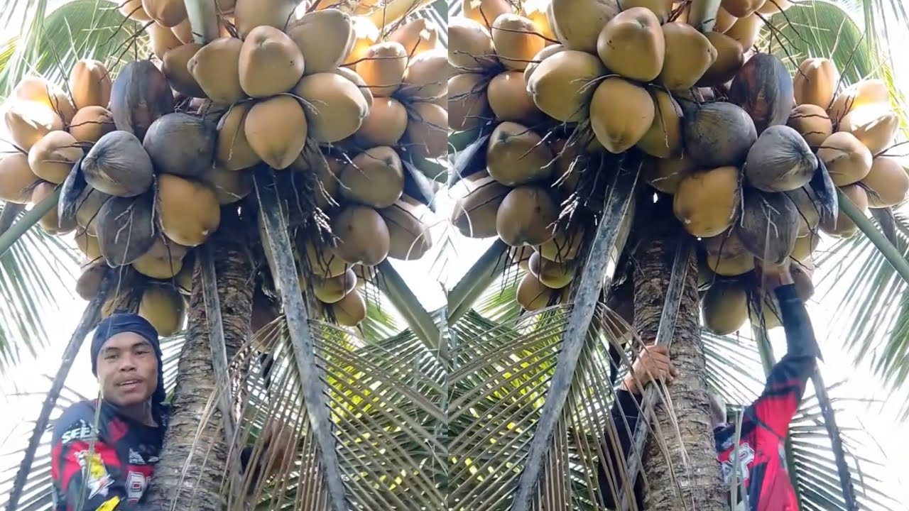 Lisod kaayo dol tagak gyod sa sapa dol🌴🥥