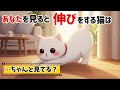 【なぜ？】猫があなたを見ると伸びをする理由５選【猫雑学】