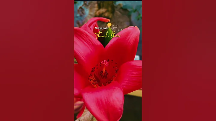 Mùa hoa gạo #anhnôngdân #music #mv #shortsroundup #lyrics #kd #thanhxamvlog #dj #song #shorts