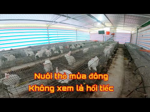 Video: Nuôi Thỏ Trong Mùa đông