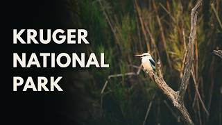 Ep. 13 | Kruger National Park: Wet Season Wildlife & Summer Safaris