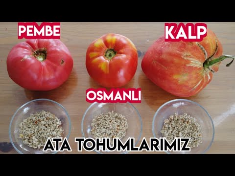 Video: Kızarmış Tohumlar Nasıl Faydalıdır?