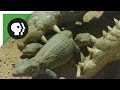 Crocodile Mom Scoops Up Babies in Mouth