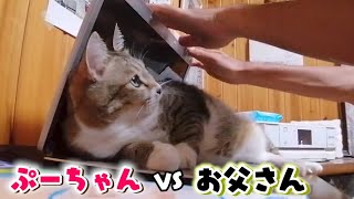 Cats don't want to get off the PC - YouTube