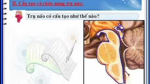 Em HAY cho biệt Sự khác nhau về Vị trí chức năng của trụ não và tiểu não