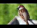 male house Sparrow call, Haussperling,Lightdow 8,3-16/420-800mm telephoto lens