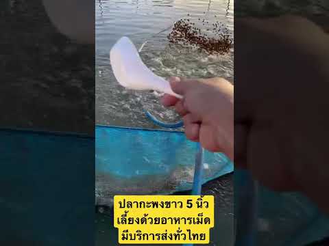 ปลากะพงขาว เลี้ยงง่าย โตไว ขายได้ราคาดี