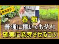 【春菊栽培】種まき後のひと手間で発芽率を大幅にアップさせるコツ【有機農家直伝！無農薬で育てる家庭菜園】　26/9/1