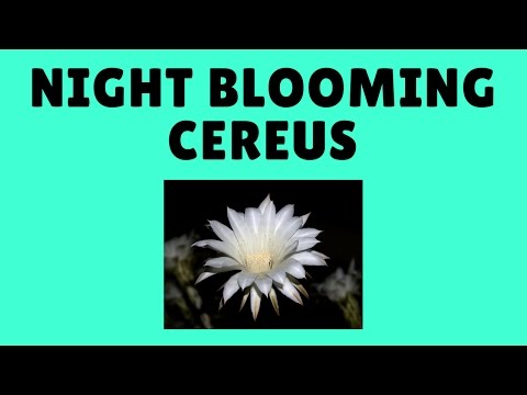 How To Grow Night Blooming Cereus From Cuttings