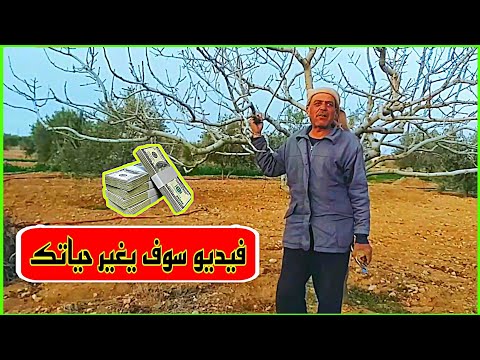 نسبة أرباح أشجار الفستق الحلبي   
