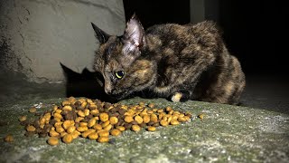 Feeding homeless cat