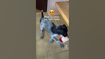 Gunther, German Wirehaired Pointer as a puppy, when we first brought him home #moveslikeGunther