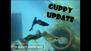 Norbits Fishroom Guppy Update by Norbitts Adventures 165 views 2 years ago 16 minutes