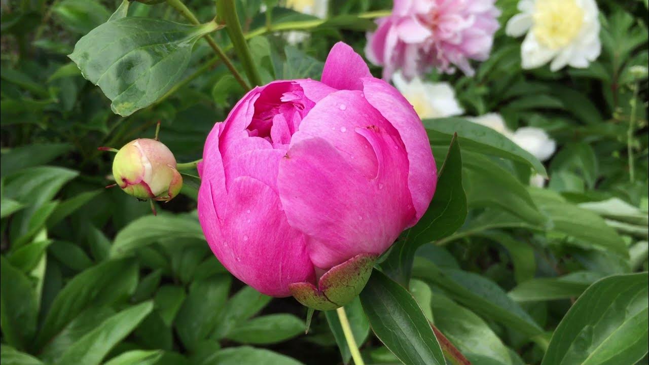Пион молочноцветковый Эмма Клем. Краткий обзор, описание характеристик paeonia l