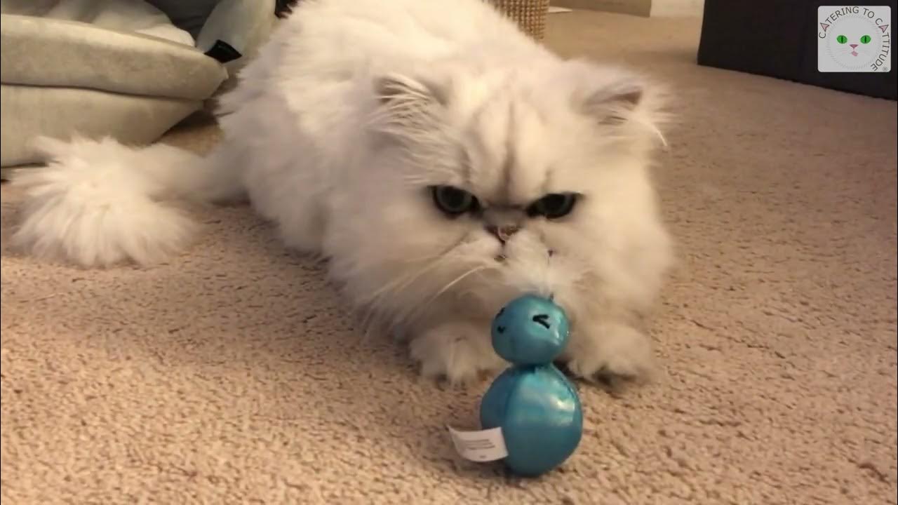 Too busy with cat toys to care about groundhog results - YouTube