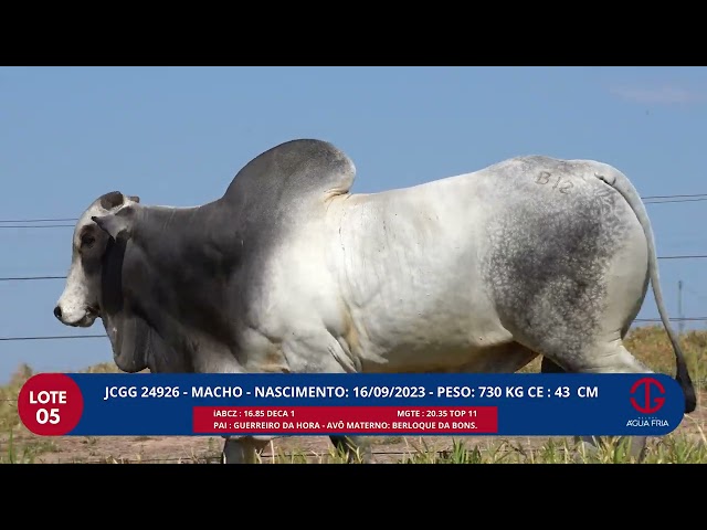 LOTE 05   JCGG 24926