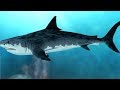 क्या दुनिया की सबसे बड़ी शार्क आज भी जिन्दा है ? | Megalodon- World's Largest Shark - Still Alive?