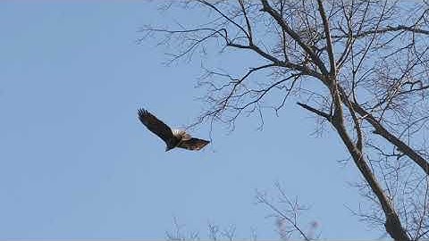 Bald Eagle of Centerport taking off (slow motion-no sound)