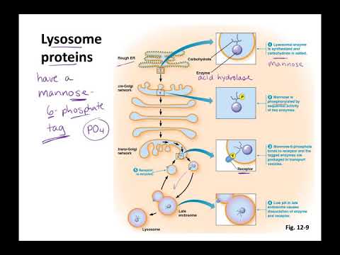 Video: LRRK2 Di Antara Muka Autophagosomes, Endosomes Dan Lisosomes