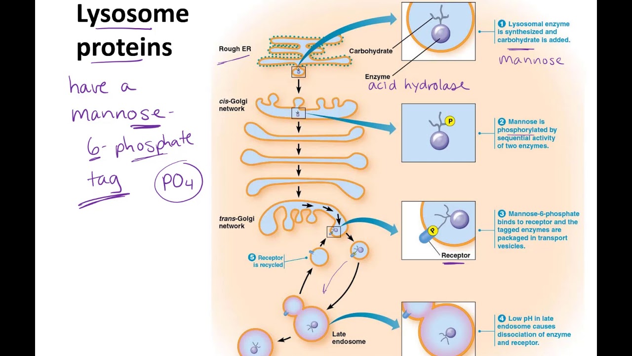 Endosomes To Lysosomes Lecture YouTube Endosomes To Lysosomes Lecture YouTube
