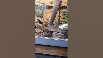 SNAKE FEEDING!! Ollie the Olive Python (Liasis olivaceus) enjoying a nice big rat!