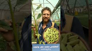 زراعة الهيل هيل هندي شتلات درجة عالية الجوده اليمن