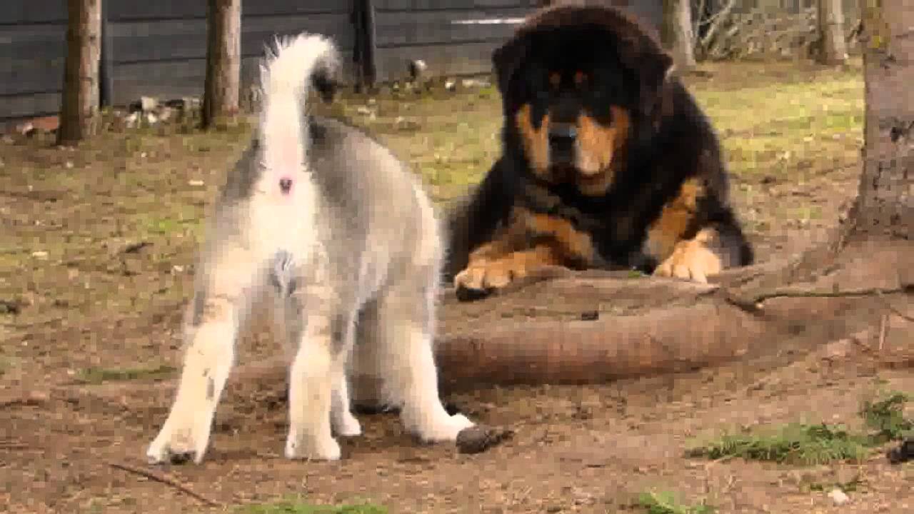 tibetan husky