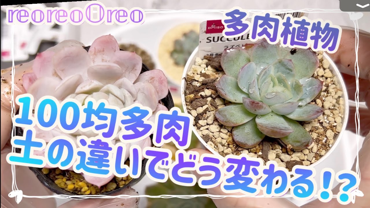 多肉植物 ガーデニング Succulent ダイソーで購入した100均の多肉植物を土を変えて実験してみます Youtube