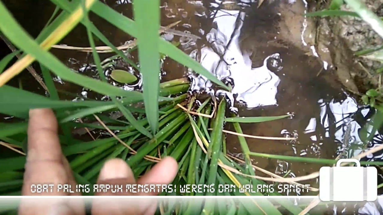 obat paling ampuh untuk wereng dan walang sangit - YouTube