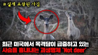 최근 들어 미국 곳곳에서 목격담이 급증하고 있는 의문의 생명체 'Not deer'(사슴 아님) [괴담]