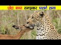 माँ की ममता जाग गयी | When Lion Play with Their Prey | Unseen World