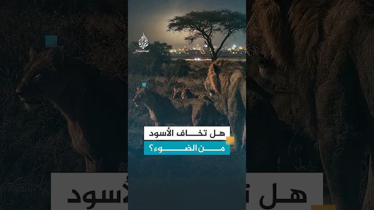 خطة الأضواء الوامضة هل تحمي الأبقار من هجمات الأسود في كينيا؟