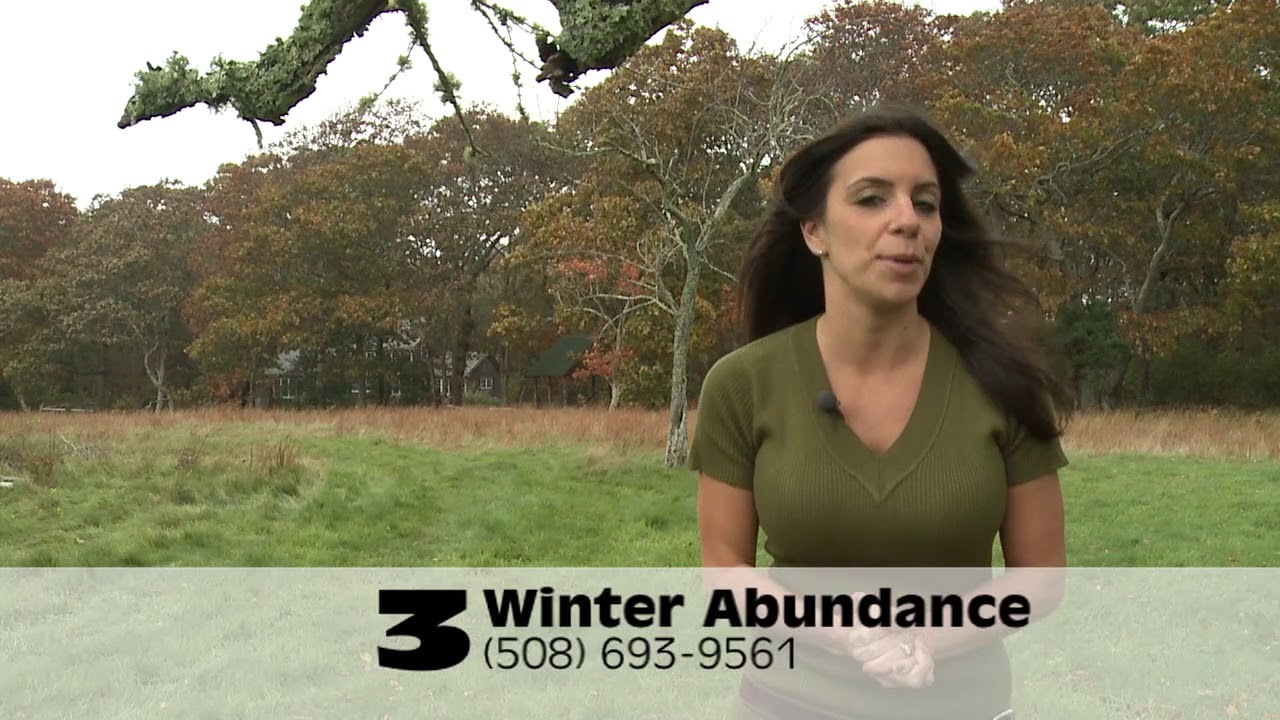 Michele Zaccone - Plum Picks Thanksgiving