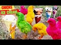 SPUNKY Hen Baby Chicks Vs ICE CREAM EATING Video | FishCutting