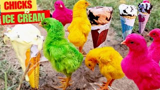 SPUNKY Hen Baby Chicks Vs ICE CREAM EATING Video | FishCutting