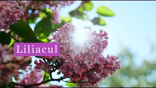 Liliacul ~ Floarea Memoriei, Renașterii și a Iubirii. O Poveste de Suflet