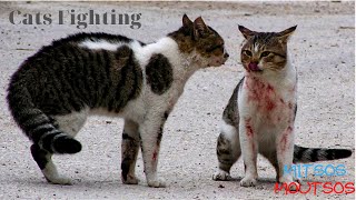 Angry Cat  Street Fighting Cats   | Mitsos Moutsos