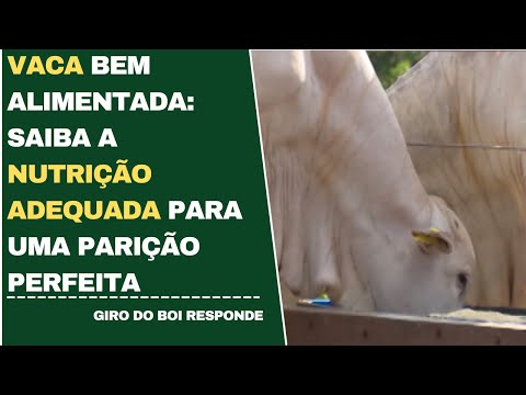 VACA BEM ALIMENTADA: SAIBA A NUTRIÇÃO ADEQUADA PARA UMA PARIÇÃO PERFEITA