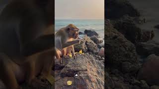 Monkey Smoking