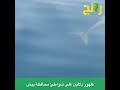 فيديو يوثق ظهور دلافين على شواطئ محافظة بيش بمنطقة جازان