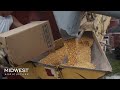 Grinding Cattle Feed & Filling Creep Feeders