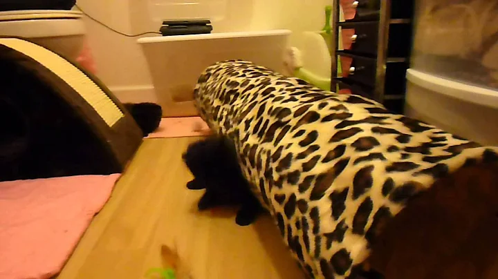 Video 6727701: black persian kitten, doll face persian, persian girl, love persian