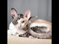 Colorpoint Shorthair - Cat Breed - Pet Friend の動画、YouTube動画。
