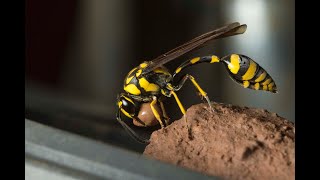 Grandpa Bill's The Mud Dauber and The Wasp