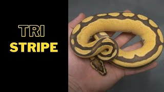 Celebrity Tristripe Madness!!! RCR Wealth