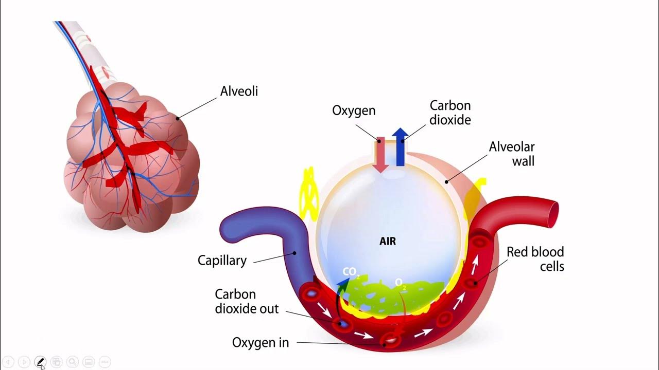 Interstitial Fluid Shifts Hydrostatic Pressure, Oncotic Pressure