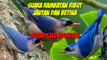 suara burung rambatan jantan dan betina cocok untuk masteran dan pikat ampuh jejak si thole#part 034